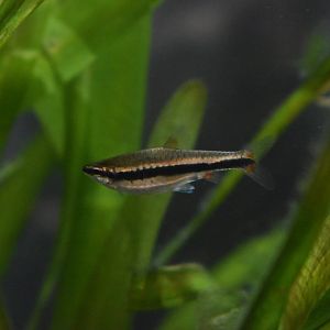 Unknown Cyprinid