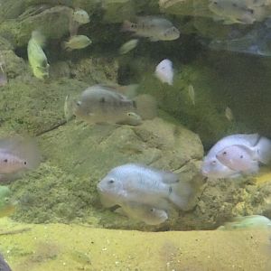 cichlid species