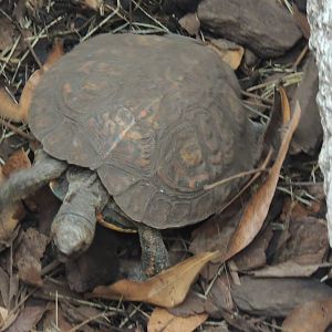 unknown turtle
