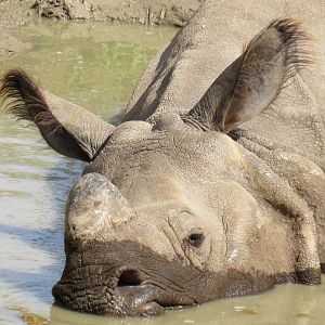 Indian rhinoceros
