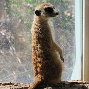 Meerkat