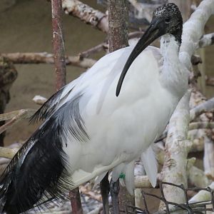 Sacred ibis