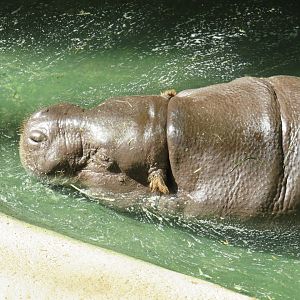 Pygmy hippopotamus