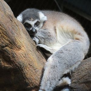 Ring-tailed lemur
