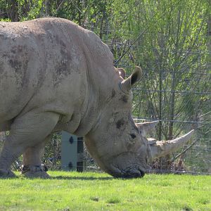 White rhinoceros