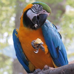 Blue-and-yellow macaw