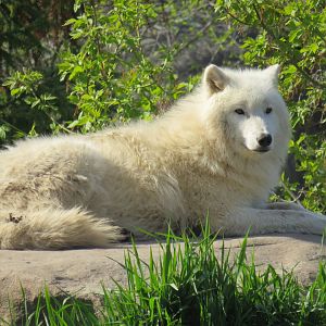 Arctic wolf