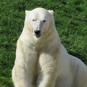 Polar bear