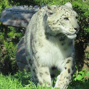 Snow leopard