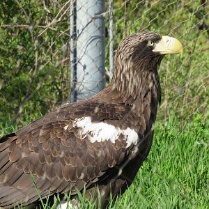 Steller's sea eagle