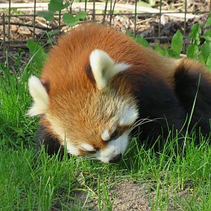 Red panda