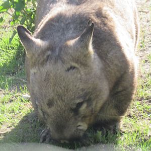 Southern hairy-nosed wombat