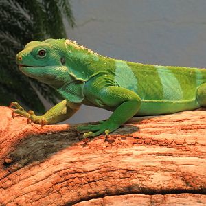 Fijian banded iguana