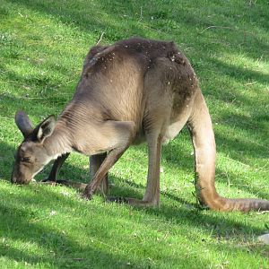 Western grey kangaroo