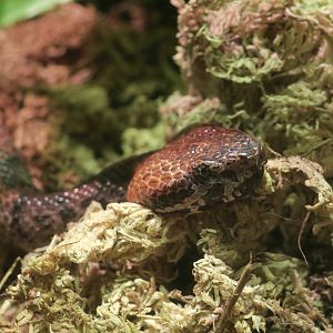 Taiwan Mountain Pit Viper (Ovophis makazayazaya)
