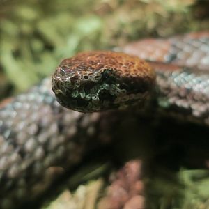 Taiwan Mountain Pit Viper (Ovophis makazayazaya)