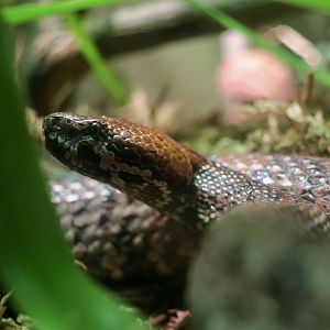 Taiwan Mountain Pit Viper (Ovophis makazayazaya)