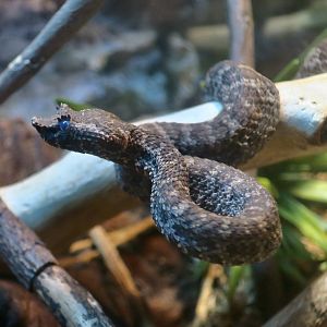 Brongersma's Pit Viper (Craspedocephalus brongersmai)