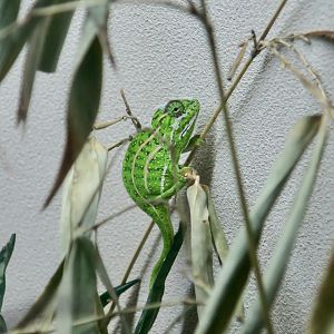 Jewelled Chameleon (Furcifer campani)