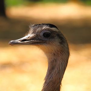 Wetlands - Greater Rhea