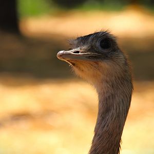 Wetlands - Greater Rhea