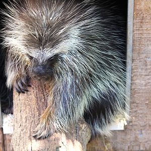 Wetlands - North American Porcupine