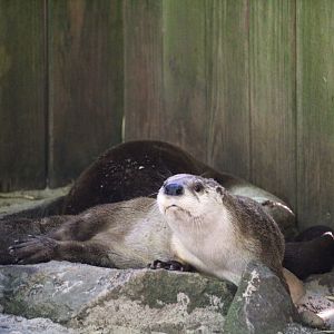 Wetlands - North American River Otters