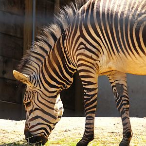 Savanna Station - Hartmann's Mountain Zebra