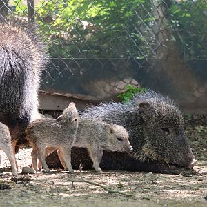 Savanna Station - Chacoan Peccaries