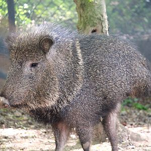 Savanna Station - Chacoan Peccary