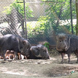 Savanna Station - Chacoan Peccaries