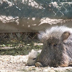 Savanna Station - Chacoan Peccaries