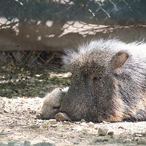 Savanna Station - Chacoan Peccaries
