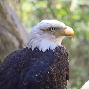 Trail of the Jaguar - Bald Eagle