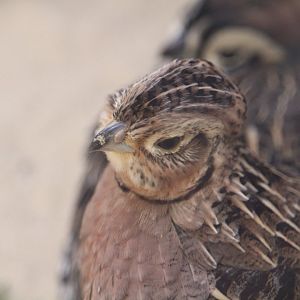 Trail of the Jaguar - Montezuma Quail