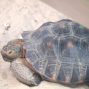 Trail of the Jaguar - Mojave Desert Tortoise