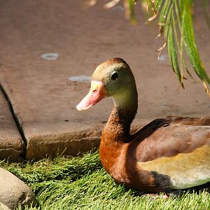 Harmony Hideaway - Northern Black-bellied Whistling-Duck