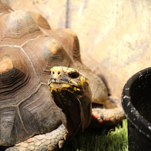 Harmony Hideaway - Red-footed Tortoise