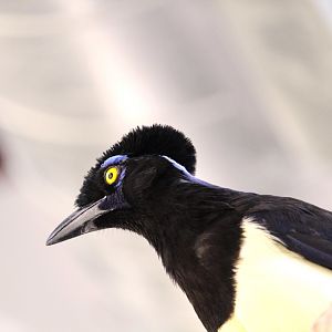 Harmony Hideaway - Plush-crested Jay