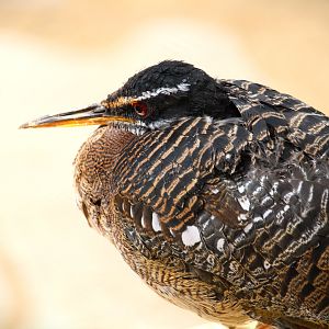 Harmony Hideaway - Amazonian Sunbittern