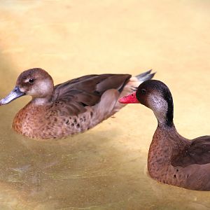 Harmony Hideaway - Brazilian Teals