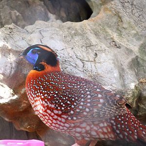 Habitat HQ - Temminck's Tragopan