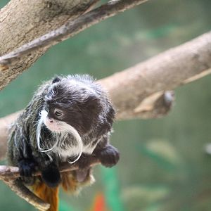 Habitat HQ - Bearded Emperor Tamarin