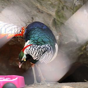 Habitat HQ - Lady Amherst's Pheasant