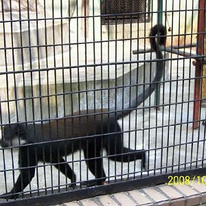 L'Hoest's Monkey(Allochrocebus lhoesti)