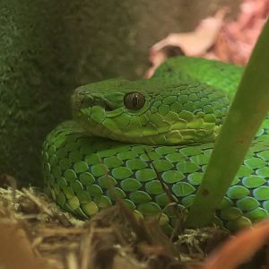 Philippine Pit Viper (Trimeresurus flavomaculatus)