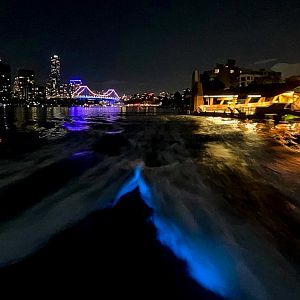 Bioluminescent Plankton Bloom in Brisbane City