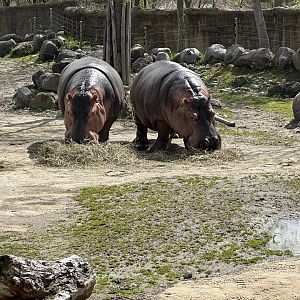 Hippo Duo