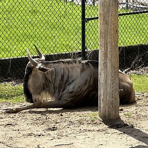 The Last Gnu in the Zoo