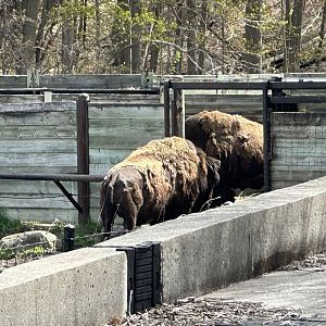 Bison Bull Standoff